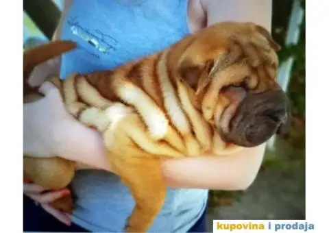 Šar Pei štenad - 4/10