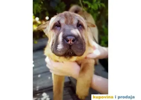 Šar Pei štenad - 5/10