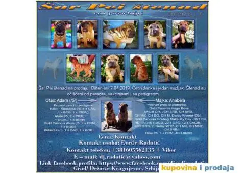 Šar Pei štenad - 1/10