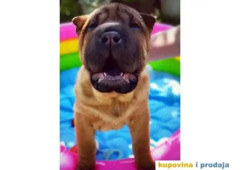 Šar Pei štenad - 2/10