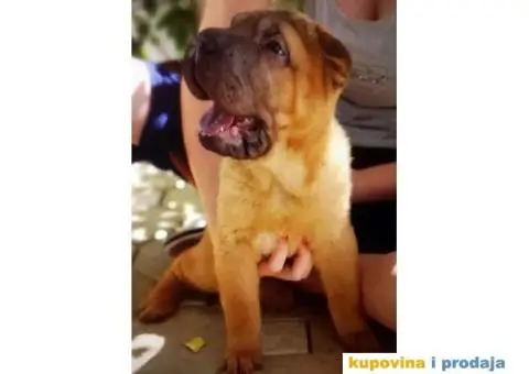 Šar Pei štenad - 3/10