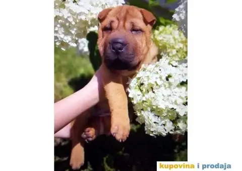 Šar Pei štenad - 6/10