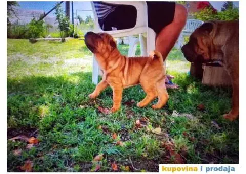 Šar Pei štenad - 7/10