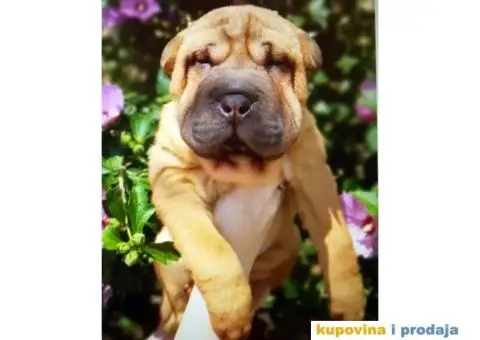 Šar Pei štenad - 8/10
