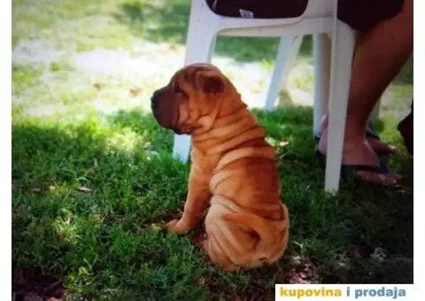 Šar Pei štenad - 9/10