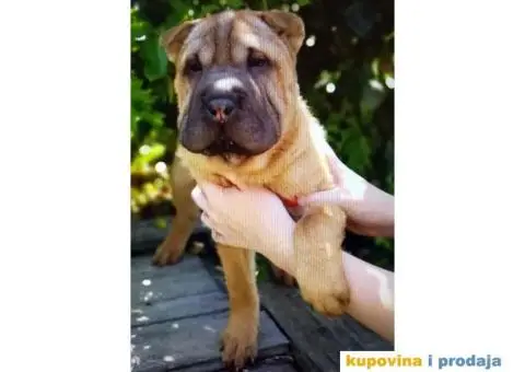 Šar Pei štenad - 10/10