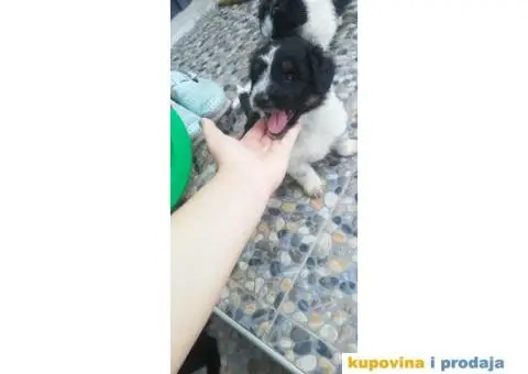 Poklanjam stence - 1/4