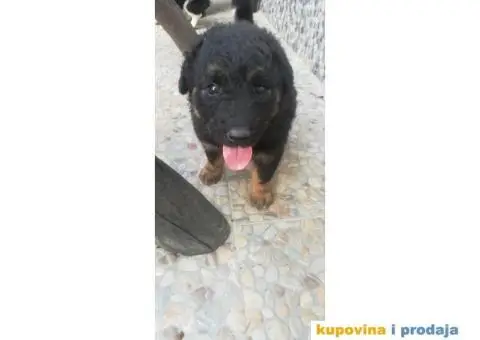 Poklanjam stence - 2/4