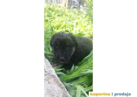 Poklanjam stence - 4/4