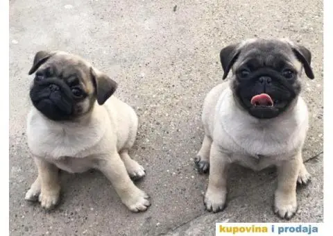 MOPS zenska stenad na prodaju - 1/4