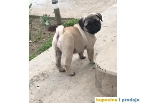 MOPS zenska stenad na prodaju - 2/4