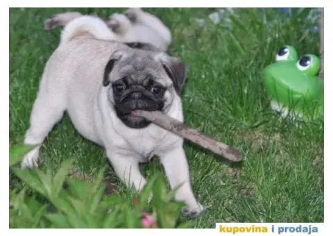 MOPS zenska stenad na prodaju - 3/4