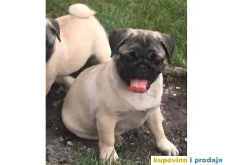 MOPS zenska stenad na prodaju - 4/4