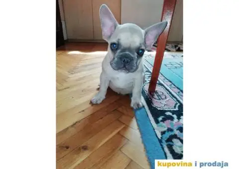 Štenci Francuskog buldoga - 1/5