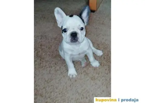 Štenci Francuskog buldoga - 2/5