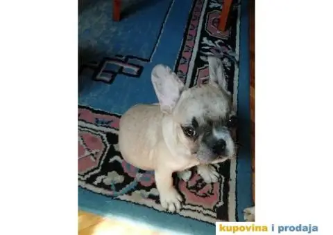 Štenci Francuskog buldoga - 3/5