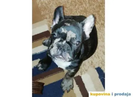 Štenci Francuskog buldoga - 4/5