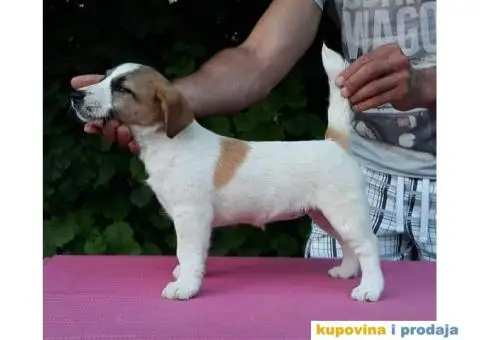 DZEK RASEL TERIJER štenci - 1/6