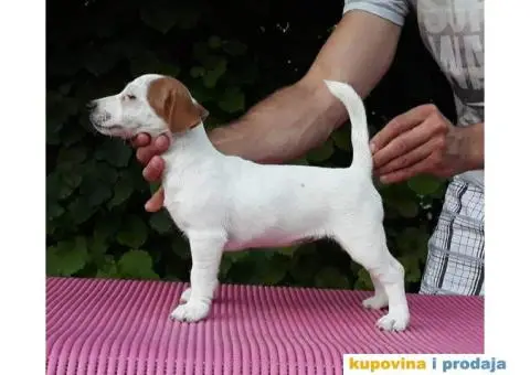 DZEK RASEL TERIJER štenci - 2/6