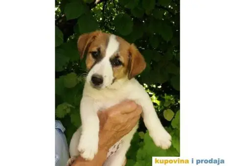 DZEK RASEL TERIJER štenci - 3/6