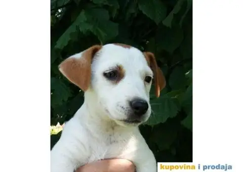 DZEK RASEL TERIJER štenci - 4/6