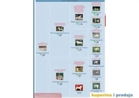 DZEK RASEL TERIJER štenci - 5/6