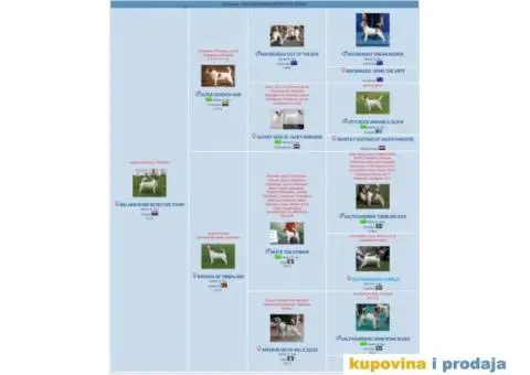 DZEK RASEL TERIJER štenci - 6/6