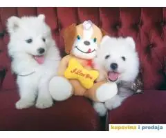 Stenci SAMOJEDA sampionskog porekla