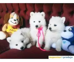 Stenci SAMOJEDA sampionskog porekla