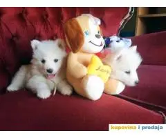 Stenci SAMOJEDA sampionskog porekla