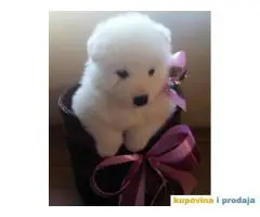 Stenci SAMOJEDA sampionskog porekla