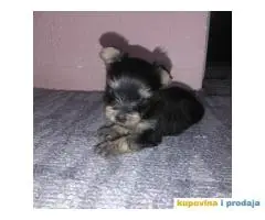 Extra mini mini jorksirski terijer zensko stene