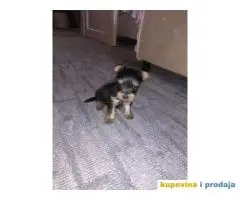 Extra mini mini jorksirski terijer zensko stene