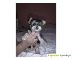 Extra mini mini jorksirski terijer zensko stene