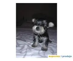 Extra mini mini jorksirski terijer zensko stene