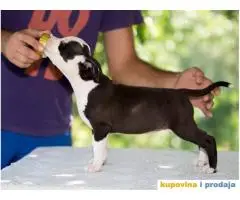 AMERICKI STAFORDSKI TERIJER izlozbeni stenci