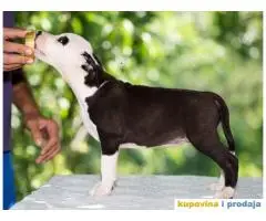 AMERICKI STAFORDSKI TERIJER izlozbeni stenci