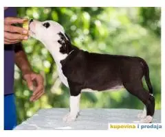 AMERICKI STAFORDSKI TERIJER izlozbeni stenci