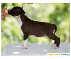 AMERICKI STAFORDSKI TERIJER izlozbeni stenci