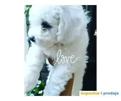 Cistokrvni stenci KOVRDZAVOG BISONA