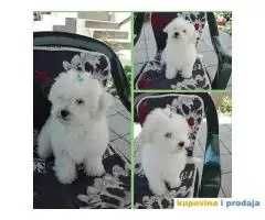 Cistokrvni stenci KOVRDZAVOG BISONA