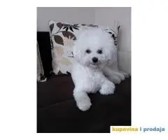 Cistokrvni stenci KOVRDZAVOG BISONA