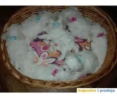 Cistokrvni stenci KOVRDZAVOG BISONA