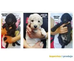 Standard (kraljevska) pudla