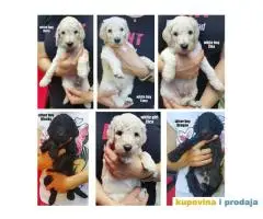 Standard (kraljevska) pudla