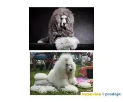 Standard (kraljevska) pudla