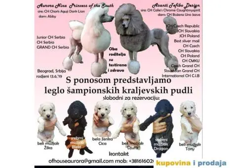 Standard (kraljevska) pudla - 1/10