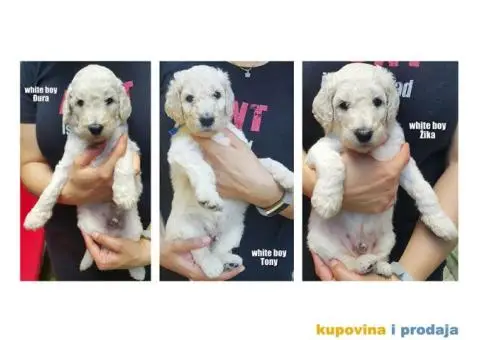 Standard (kraljevska) pudla - 2/10