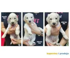 Standard (kraljevska) pudla