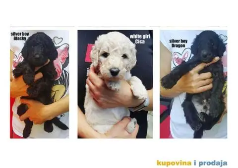 Standard (kraljevska) pudla - 3/10